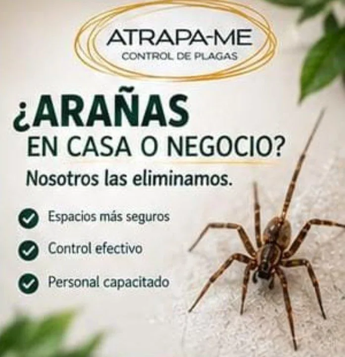 Arañas: Arañas en casa o negocio