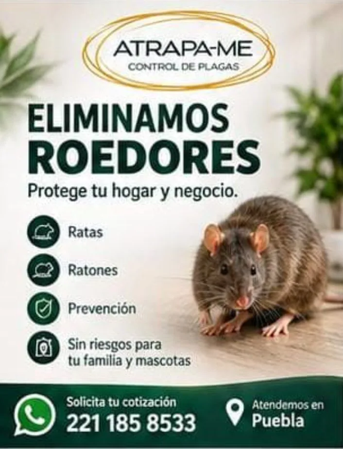 Roedores: Control preventivo y correctivo de roedores